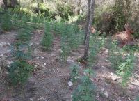 Μέγαρα ναρκωτικά: Εντοπίστηκε φυτεία με περίπου 800 δενδρύλλια κάνναβης Μέγαρα ναρκωτικά: Εντοπίστηκε φυτεία με περίπου 800 δενδρύλλια κάνναβης