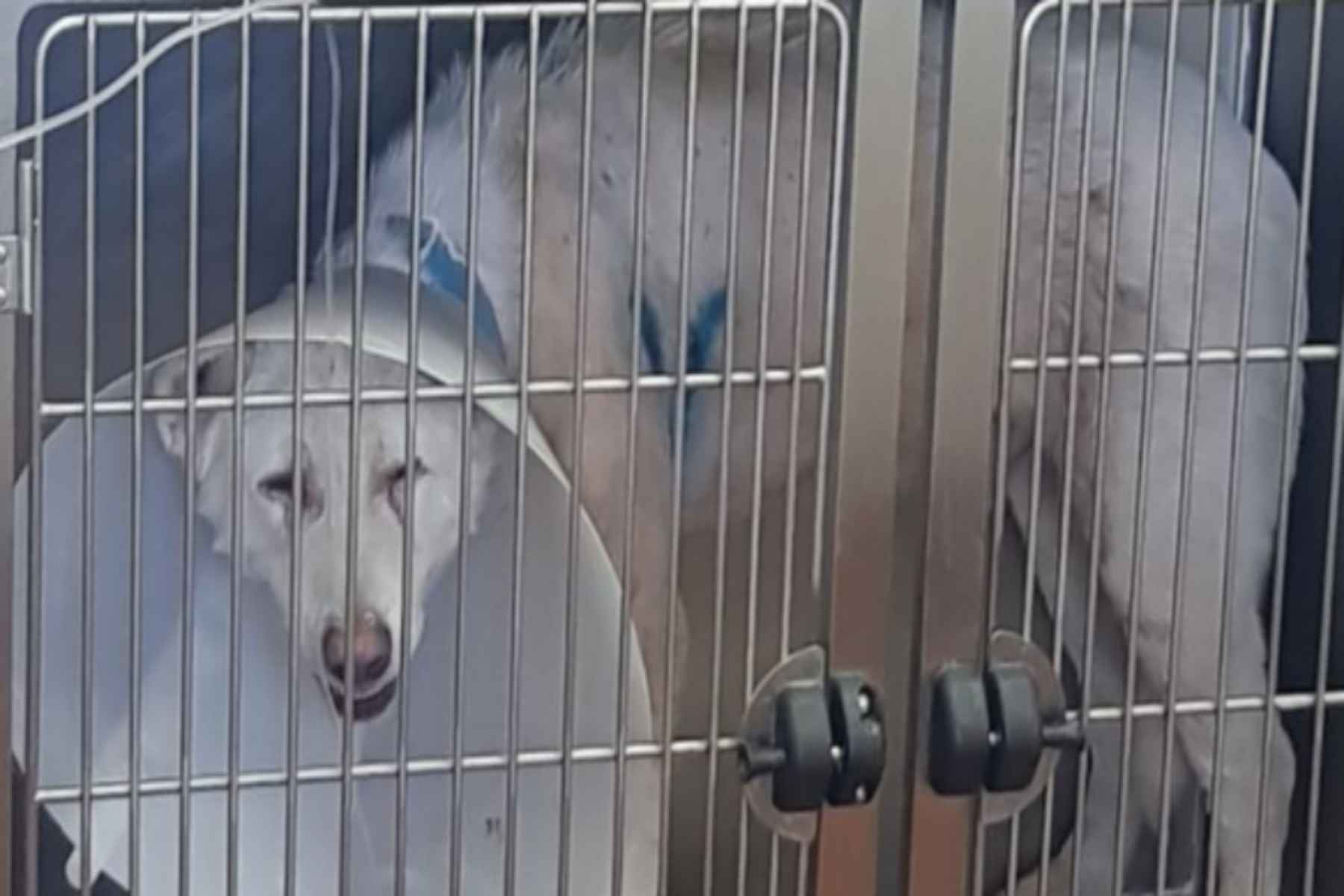 Επίθεση σε σκύλο Νίκαια: Φιλόζωοι πήγαν να λιντσάρουν τον καθηγητή – Αμετανόητος ο 54χρονος