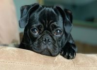 Μαχαίρωσε σκύλο Νίκαια: Νέο περιστατικό με βασανισμό ζώου – Αυτή τη φορά στην Αθήνα