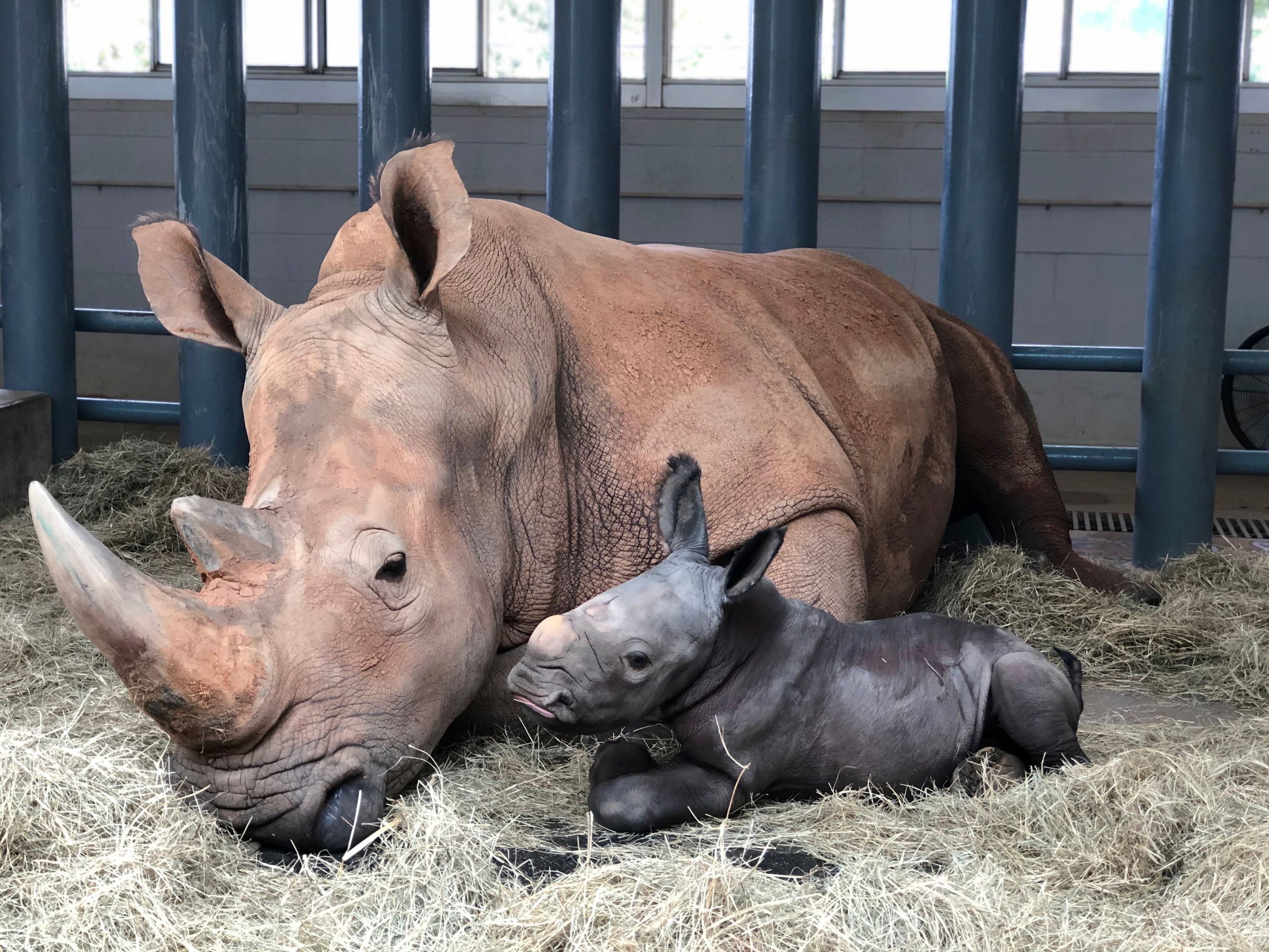 Λευκός ρινόκερος Disney Animal Kingdom: Νέος κάτοικος στο θεματικό πάρκο στο Ορλάντο