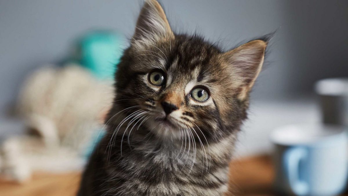 Meow Talk: Η εφαρμογή που μεταφράζει τα νιαουρίσματα της γάτας σας