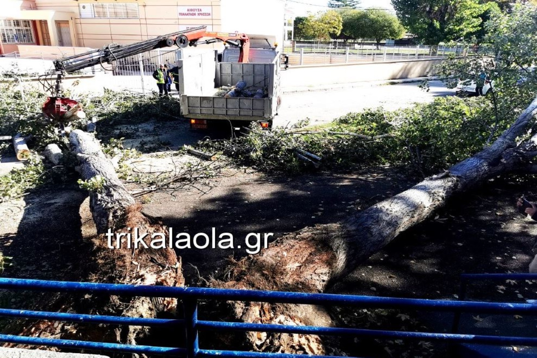Τρίκαλα κακοκαιρία: Ξεριζώθηκαν «δίδυμα» μεγάλα δέντρα – Διέλυσαν τα πάντα από κάτω