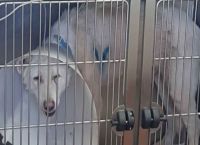 Επίθεση σε σκύλο Νίκαια: Φιλόζωοι πήγαν να λιντσάρουν τον καθηγητή – Αμετανόητος ο 54χρονος Επίθεση σε σκύλο Νίκαια: Φιλόζωοι πήγαν να λιντσάρουν τον καθηγητή – Αμετανόητος ο 54χρονος