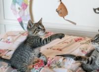 Κορωνοϊός κατοικίδια: Νέα έρευνα δείχνει ότι δεν μεταδίδουν τον ιό