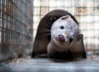 Μινκ κορωνοϊός: Ξεκίνησε η διαδικασία θανάτωσης 2500 βιζόν που προσβλήθηκαν από τον ιό