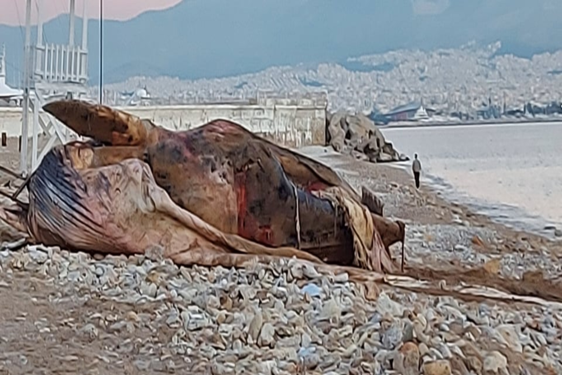 Πειραιάς: Νεκρή φάλαινα ξεβράστηκε στη Φρεαττύδα