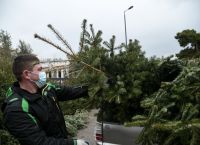 Πώληση ελάτων: Γίνεται κανονικά παρά την πανδημία – Ποιες είναι οι τιμές Πώληση ελάτων: Γίνεται κανονικά παρά την πανδημία – Ποιες είναι οι τιμές
