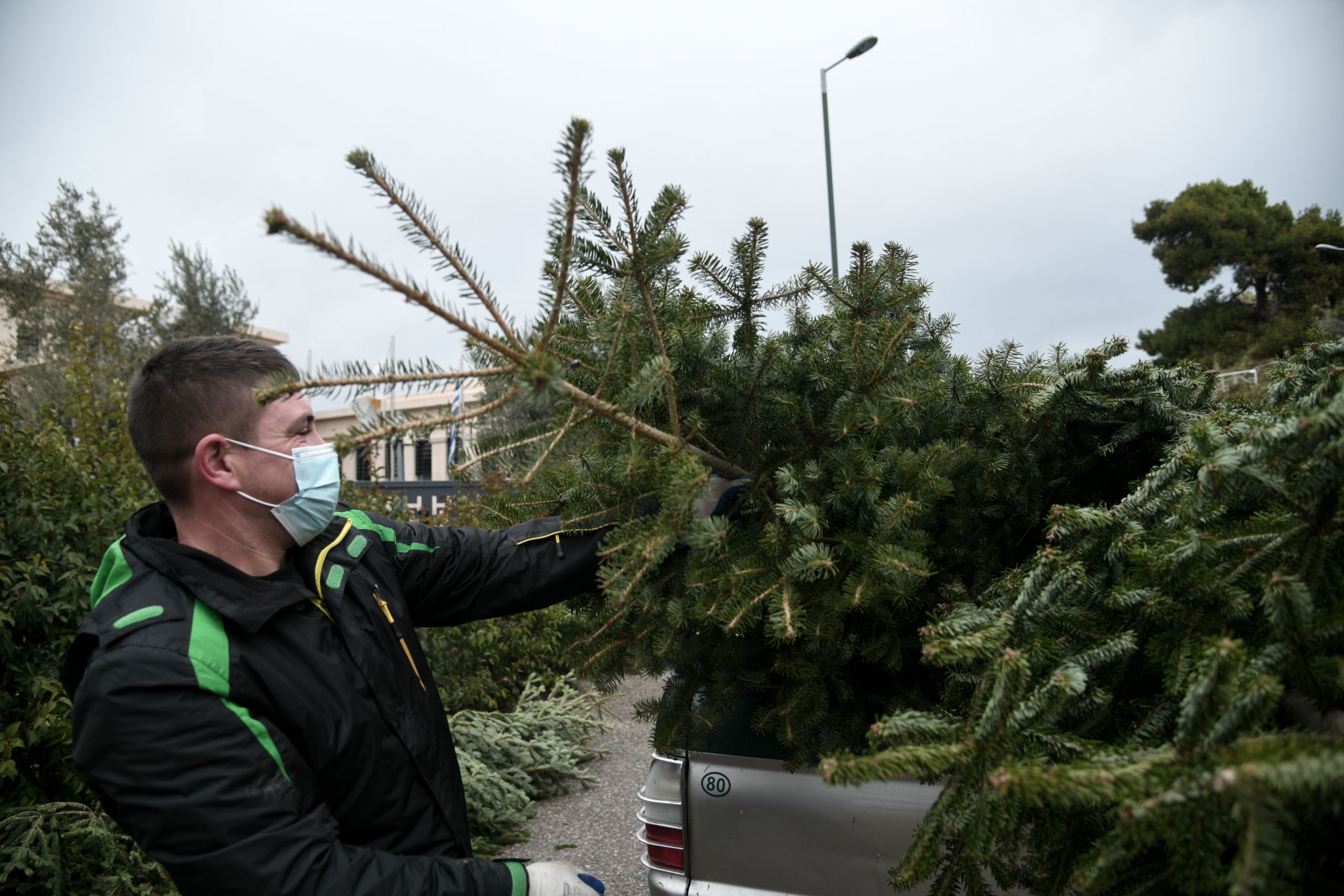 Πώληση ελάτων: Γίνεται κανονικά παρά την πανδημία – Ποιες είναι οι τιμές