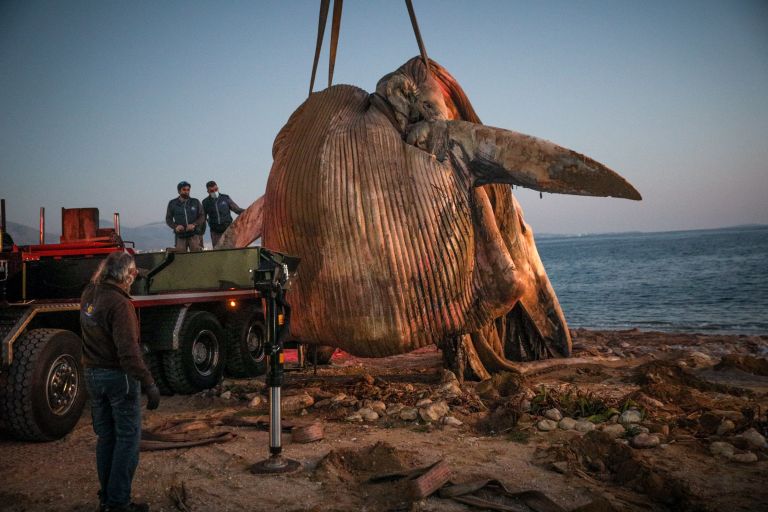 Νεκρή φάλαινα Πειραιάς: Απαιτείται άμεση λήψη μέτρων από την Πολιτεία, λέει η WWF Ελλάς