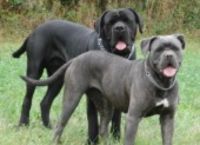 Cane corso: Δύο κουταβάκια έπεσαν θύματα κλοπής στη Λάρισα Cane corso: Δύο κουταβάκια έπεσαν θύματα κλοπής στη Λάρισα