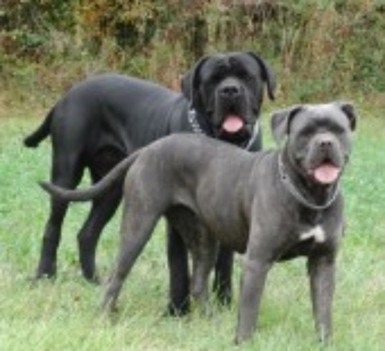 Cane corso: Δύο κουταβάκια έπεσαν θύματα κλοπής στη Λάρισα