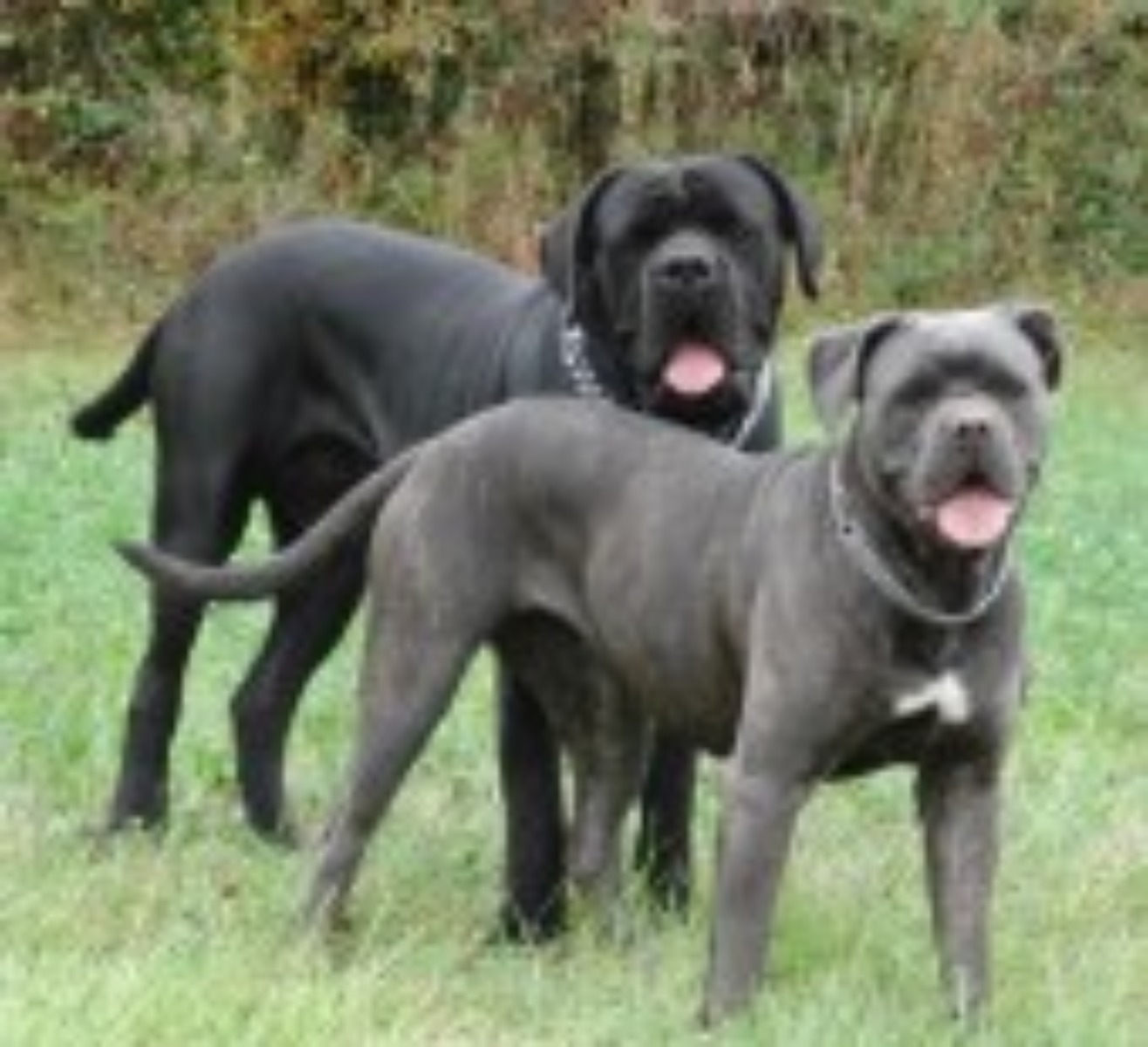 Cane corso: Δύο κουταβάκια έπεσαν θύματα κλοπής στη Λάρισα