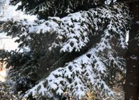 Καιρός αύριο 13 Φεβρουαρίου: Η πρόγνωση για το Σάββατο