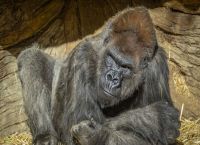 ΗΠΑ: Θετικοί στον κορωνοϊό δύο γορίλες σε ζωολογικό κήπο του Σαν Ντιέγκο