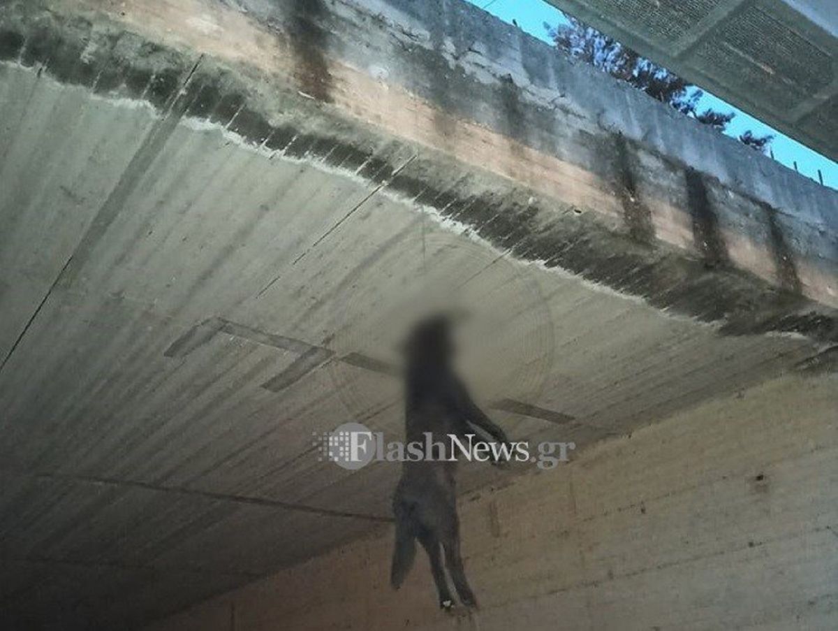 Χανιά: Κρέμασαν σκύλο από γέφυρα και τον άφησαν να πεθάνει – Προσοχή σκληρές εικόνες