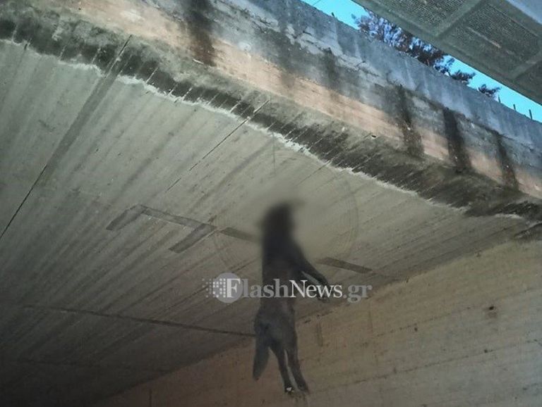Χανιά: Κρέμασαν σκύλο από γέφυρα και τον άφησαν να πεθάνει – Προσοχή σκληρές εικόνες