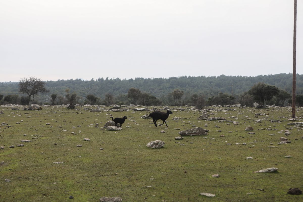 Μεϊκόπουλος: Ζητά ενίσχυση των κτηνοτρόφων της Μαγνησίας
