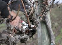 Κλάδεμα: Πως να το κάνω σωστά