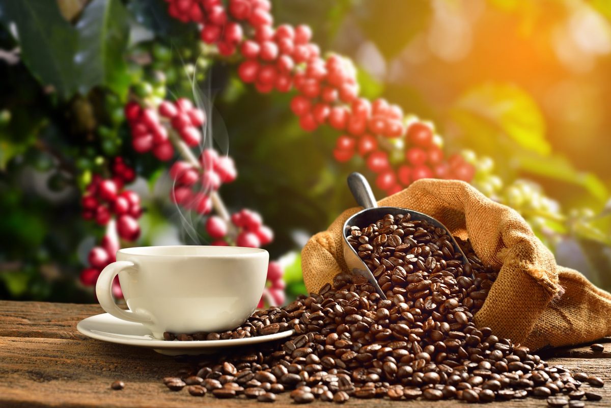 Καφές: Οι μεταλλάξεις της «σκουριάς» απειλούν τα καφεόδεντρα