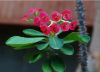 Πάσχα 2021: Τα φυτά της Ανάστασης