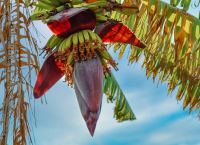 Ωωω Dolce Banana!