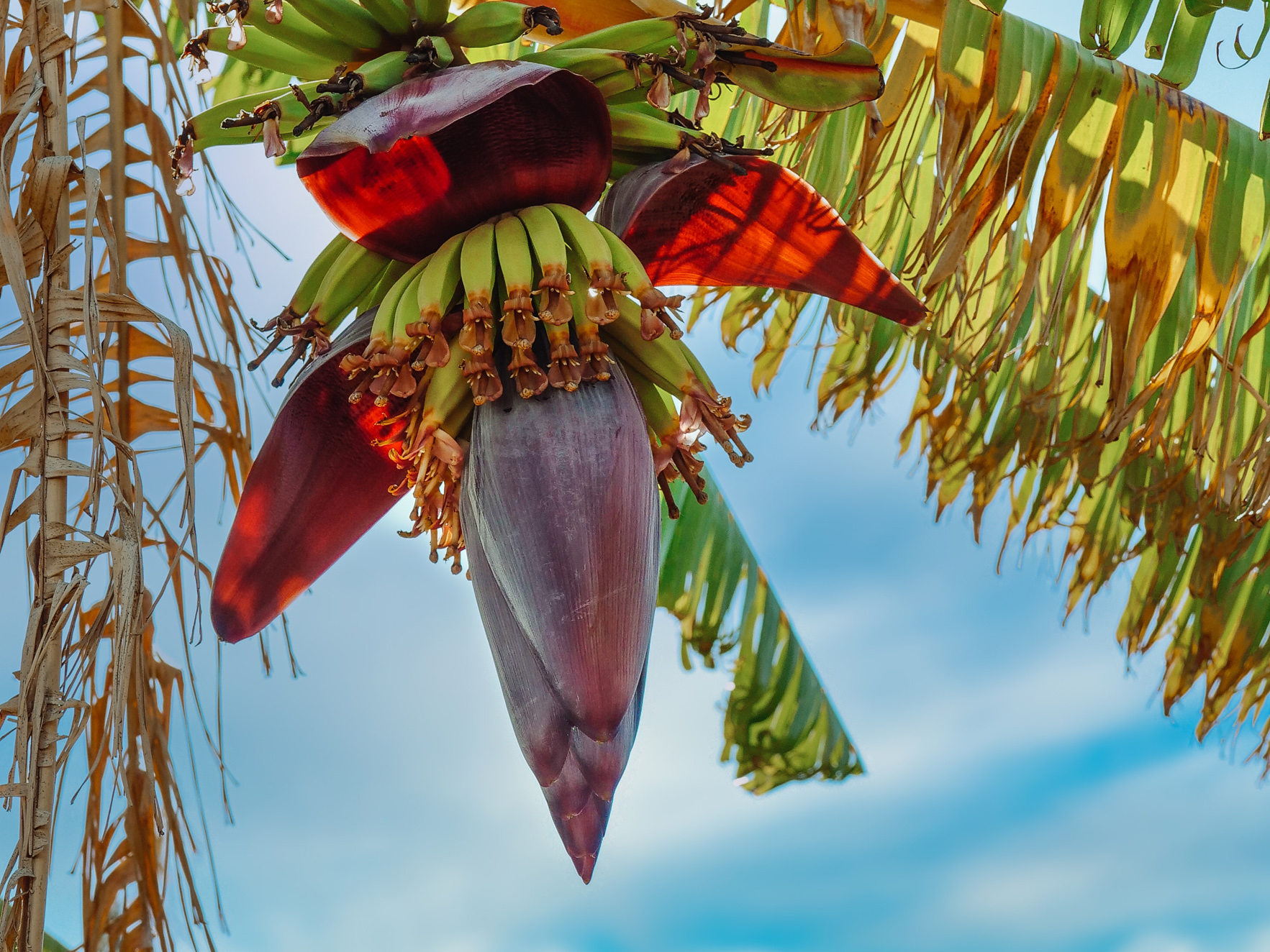 Ωωω Dolce Banana!