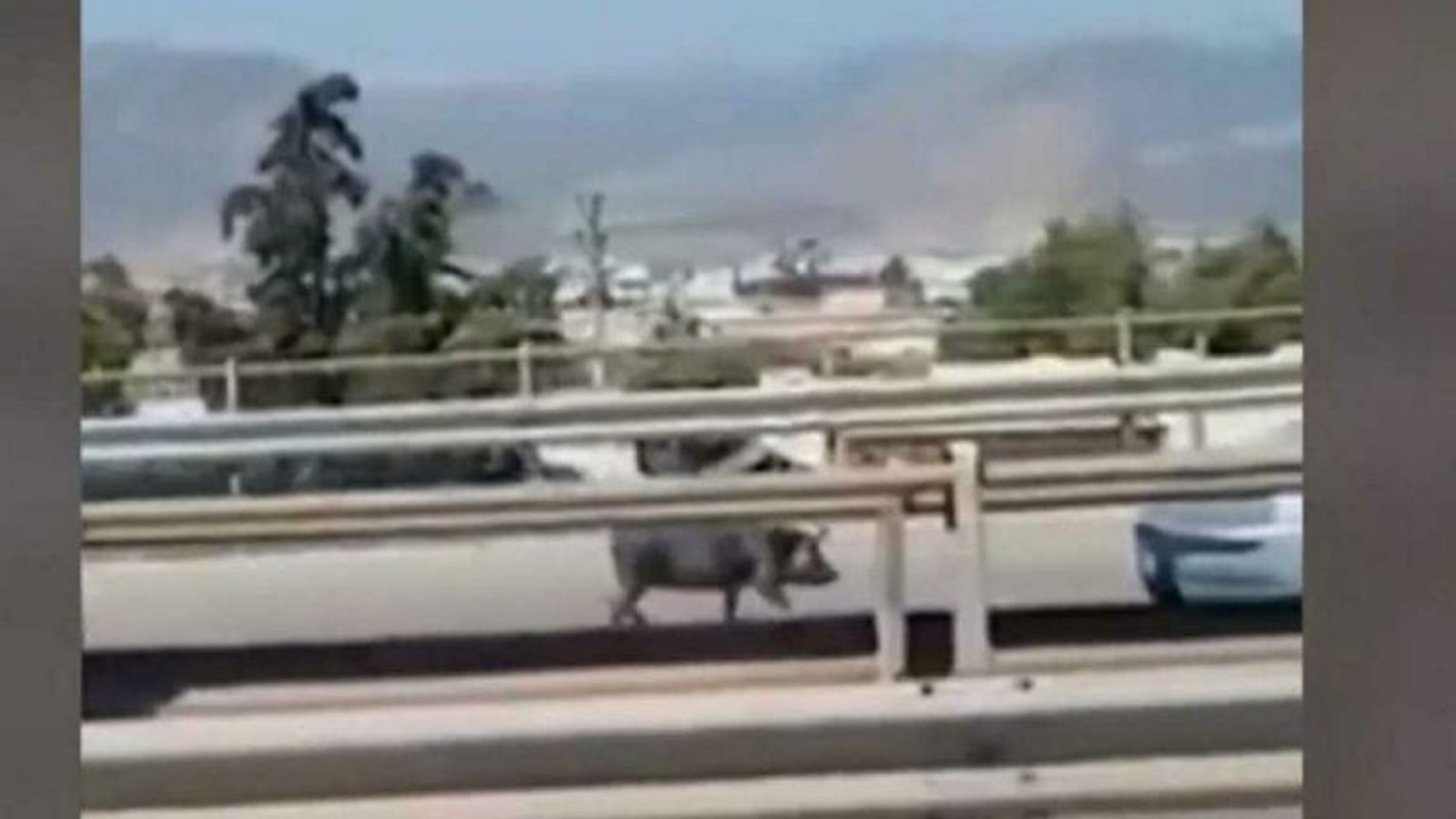 Aγριογούρουνα κάνουν βόλτες στην Εκάλη και την Εθνική Οδό