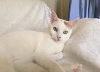 Πολωνία: Γάτος έμεινε 10 ημέρες παγιδευμένος σε έναν αγωγό και έζησε