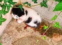 Νέα Σμύρνη: Συνελήφθη η γυναίκα που μαχαίρωσε τις γάτες