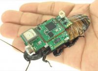 Κατσαρίδες hi-tech θα διασώζουν ανθρώπους Κατσαρίδες hi-tech θα διασώζουν ανθρώπους