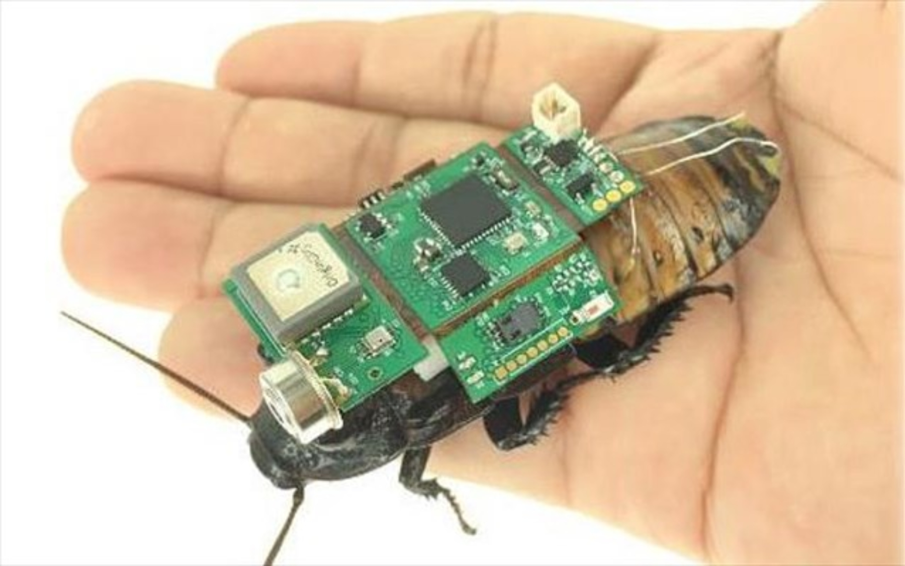 Κατσαρίδες hi-tech θα διασώζουν ανθρώπους