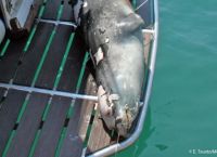 Κωστής Αλόννησος: Παρέμβαση εισαγγελέα για τη δολοφονία του