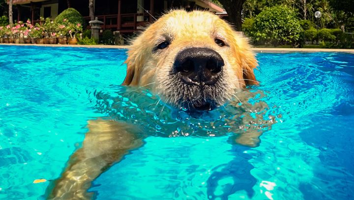 Πώς να βοηθήσω τον σκύλο μου να ξεπεράσει τον φόβο του με το νερό