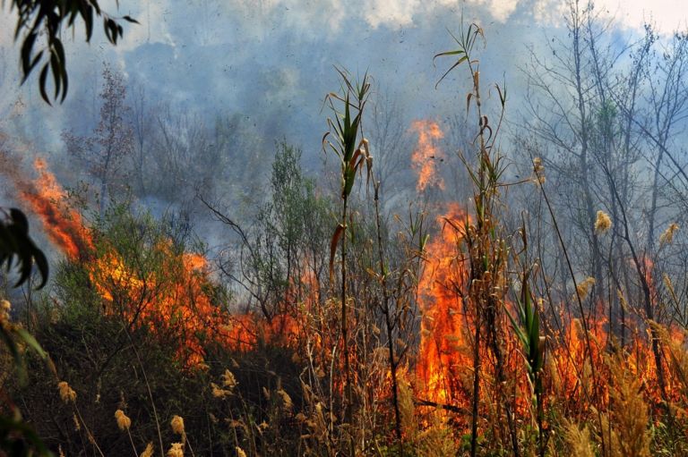 Πολιτική Προστασία: Πολύ υψηλός κίνδυνος πυρκαγιάς για 12 περιοχές της χώρας  | Ειδησεις | Pagenews.gr