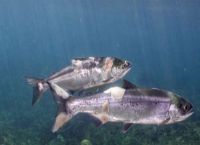 Σολομοί: Ψήθηκαν ζωντανοί μέσα στο νερό