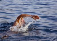 Κολύμβηση: Συμβουλές για να μείνετε ασφαλείς