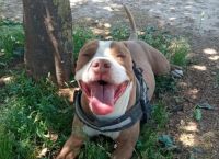 Γαλάτσι: «Γονάτισε και πυροβόλησε τον σκύλο στην καρδιά» – Τι λέει για τον αστυνομικό ο ιδιοκτήτης του σκύλου