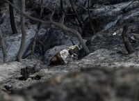 Φωτιά Γορτυνία: Μικρές αναζωπυρώσεις – Σε επιφυλακή οι πυροσβέστες