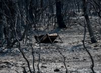 Μέτρα στήριξης πυρόπληκτων: Πότε ξεκινούν οι πληρωμές- Ολόκληρη η διαδικασία των αποζημιώσεων