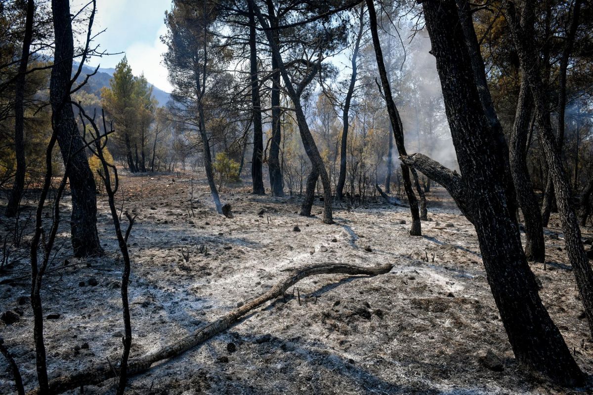 Πυρόπληκτοι: 700.000 ευρώ στους δασικούς συνεταιρισμούς της Βόρειας Εύβοιας