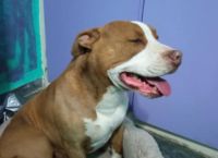 Γαλάτσι: Δικογραφία για ζωοκτονία σε βάρος του αστυνομικού