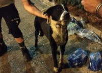 Βαρυμπόμπη: Στήνεται μηχανισμός διαχείρισης κρίσεων για ζώα – Πώς μπορείτε να βοηθήσετε