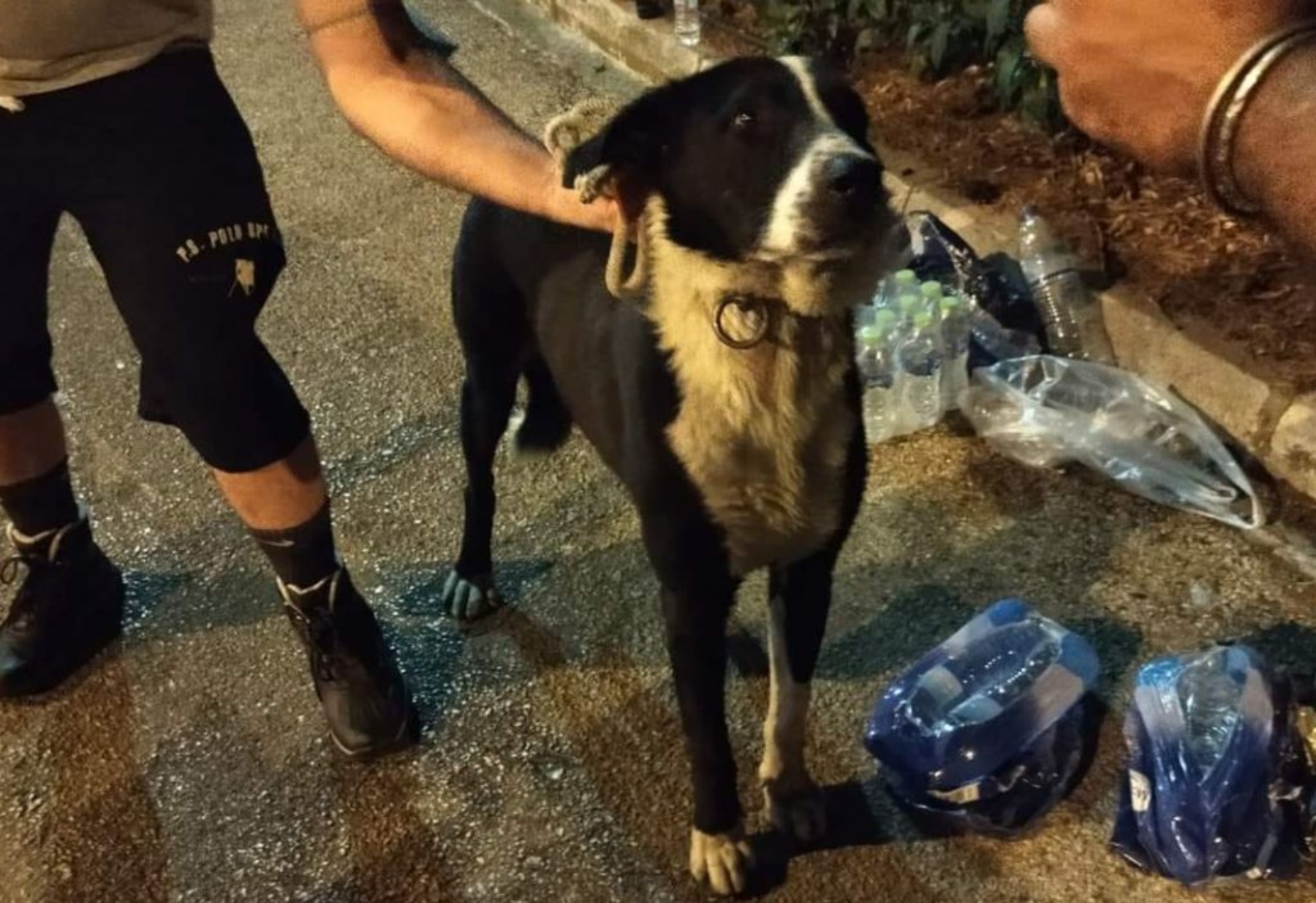 Βαρυμπόμπη: Στήνεται μηχανισμός διαχείρισης κρίσεων για ζώα – Πώς μπορείτε να βοηθήσετε