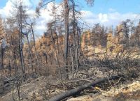 Φωτιές: Ξεκίνησαν τα αντιπλημμυρικά έργα