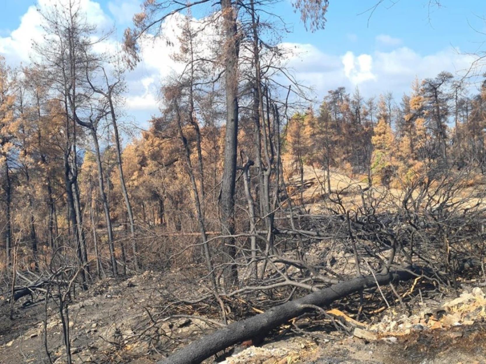 Φωτιές: Ξεκίνησαν τα αντιπλημμυρικά έργα