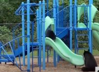 Εκπληκτικό βίντεο: Μαμά αρκούδα παίζει με το μικρό της σε παιδική χαρά