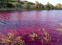 Ιορδανία: Λίμνη βάφτηκε κόκκινη – Τι συνέβη