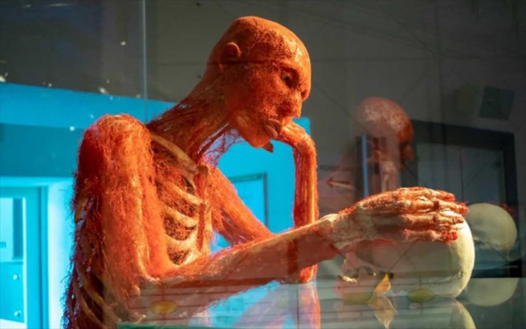 Έκθεση Body Worlds: Ένα κάλεσμα για γνωριμία με το σώμα μας