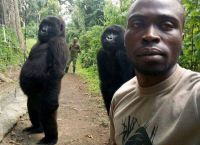 Θλίψη: Γορίλας πεθαίνει στα χέρια δασοφύλακα που τον είχε σώσει μωρό