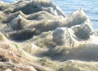 Αιτωλικό: Απόκοσμο θέαμα με ιστούς αράχνης να σκεπάζουν τα πάντα